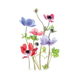 Anemone de Caen